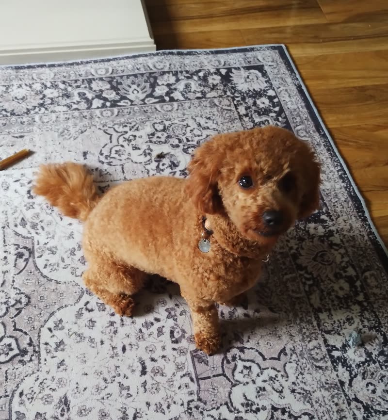 An apricot poodle standing on a patterned rug in a living room after a full body groom