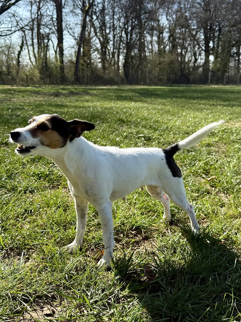 A white and black terrier standing side-on in a sunny field with trees behind