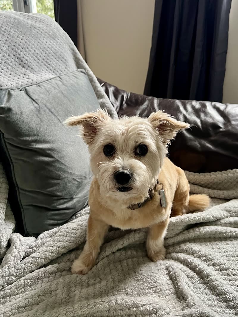 A scruffy cream terrier sitting on a grey blanket on a sofa after a trim