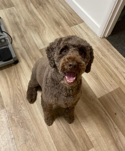 A freshly groomed chocolate-brown cockapoo sitting on a wood floor looking up