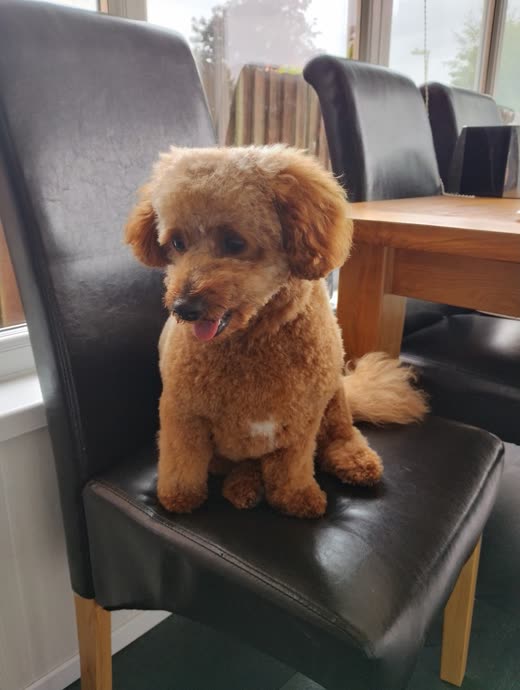 A groomed apricot toy poodle with a teddy-bear face trim sitting on a dining chair