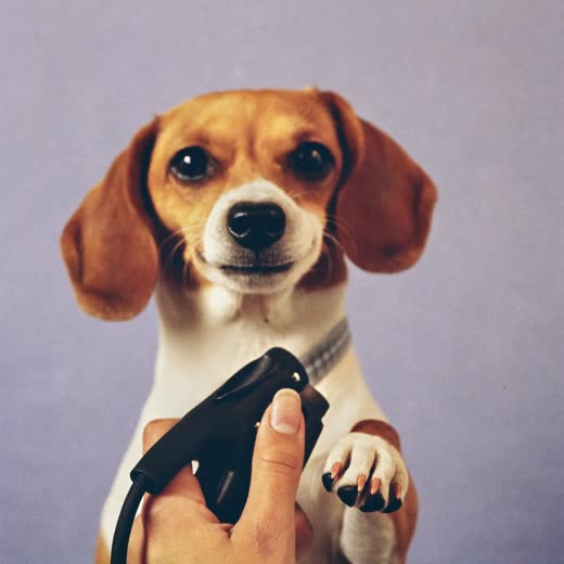 A dog's paw being held for a nail trim